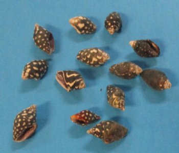 Wholesale tiny dove shells (nassa columbella), tiny black and white shells - 1/2" to 3/4" - 20 kilos @ $4.25 kilo