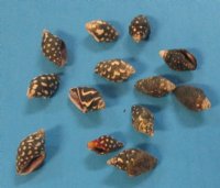 Wholesale tiny dove shells (nassa columbella)1/2" to 3/4" - Packed: 2 kilos per bag @ $10.00/bag