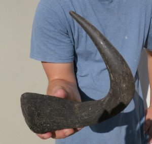 Wildebeest Horns- Hand Picked Pricing