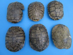 Two 7 inches B-Grade Red Eared Slider Turtle Shells 