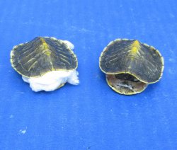 Wholesale Hatchling Red Eared Turtle shells (farming industry) - 5 pcs @ $12 each; 20 pcs @ $10.80 each