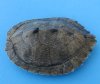 Map Turtle Shells Wholesale 3 inches to 4-7/8 inches wide - Packed: 4 pcs @ $8.50 each