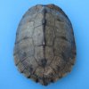 Map Turtle Shells Wholesale 6 inches - Packed: 2 @ $10.00 each 