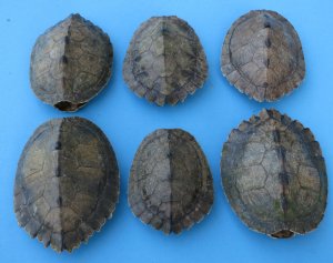 Empty Map Turtle Shells Wholesale