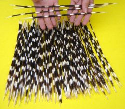 African porcupine quills wholesale (thin) 12 up to 14 inches - 50 pcs @ $.90 each; 100 pcs @ $.85 each