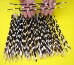 African porcupine quills wholesale (thin) 12 up to 14 inches - Packed: 50 pcs @ $.65 each; Packed: 100 pcs @ $.60 each (We will select quills similar to the ones pictured )