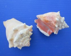 Wholesale Haitian fighting conch shells 2" to 3-1/2" -$10.50 gallon;  6 gallons @ $9.45 gallon 