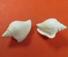 Wholesale white strombus canarium dog conch shells for crafts 1-3/4" to 2-3/4" - Packed 25 pcs @ $.25 each