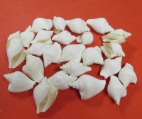 Wholesale white strombus canarium dog conch shells for crafts 1-3/4" to 2-3/4" - 25 pcs @ $.25 each 