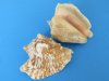 Wholesale hawk-wing conch shells -  $6.50 a gallon; 5 gallons or more @ $5.85/gallon