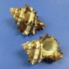 Case of wholesale Endive Murex,  Hermit Crab Shells in bulk 1-1/4" - 3" - Case of 10 kilos @ $1.75 kilo; Minimum: 2 Cases 