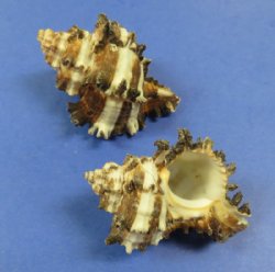 Case of wholesale Endive Murex,  Hermit Crab Shells in bulk 1-1/4" - 3" - 10 kilos @ $1.75 kilo
