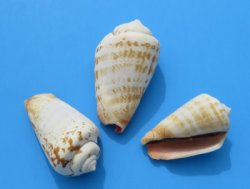Wholesale Strawberry Strombus Conch Shells  1-1/2" - 2-1/4-" - 2 kilos @ $ 2.25 kilo (Min: 4 kilos) 