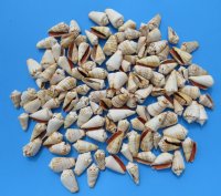 Case of wholesale Strawberry Strombus Conch Shells 1-1/2" - 2-1/4" -  20 kilos @ $2.00 kilo 