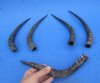 5 African Impala Horns, Impala Antlers Animal Horns 12 inches to 17 inches (You are buying the five pictured) for  $40.00 