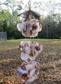 38 inches large saddle oyster shell wind chimes (2 pcs)