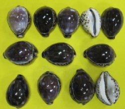 Wholesale Purple Top Tiger Cowrie Shells 2-1/2 to 3-1/2 inches - 250 pcs @ $.65 each