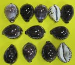 Wholesale Purple Top Tiger Cowrie Shells 2-1/2 to 3-1/2 inches - Packed: 25 pcs @ $.55 each; Packed: 100 pcs @ $.48 each 