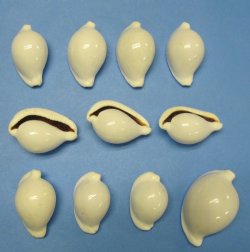 Wholesale Common Egg Cowrie Shells 1-7/8 to 2-7/8 inches - Packed: 10 pcs @ .60 each; Packed: 100 pcs (10 bags) @ .54 each