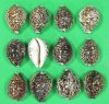 2-1/2  to 3 inches Wholesale Tiger Cowrie Shells from Africa  - "Africana" Case of 250 @ .32 each
