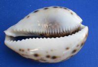 Wholesale Cut Tiger Cowrie shells 3 to 4 inch - 50 pcs @ $1.15 each