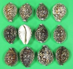 2" to 2-1/2 inches Polished Tiger Cowries (Case 400)