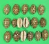 Wholesale Arabian Cowrie Shells in bulk, polished cowries 2"-3" - Packed: 10 pcs @ $.65 each; Packed: 100 pcs @ $.58 each