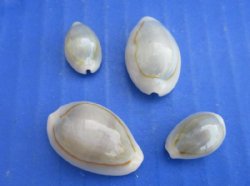Wholesale Ringtop cowries from Africa, Cyprae annulus, 5/8" to 1"- 15 kilos @ $5.50/kilo