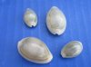 Wholesale Ringtop cowries from Africa, Cyprae annulus, 5/8" to 1"- Case of 15 kilos @ $5.50/kilo