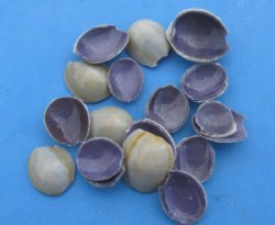 Wholesale Cut top pieces of Ring Top Cowrie Shells 1/4" to 3/4" -  20 kilos @ $1.25/kilo