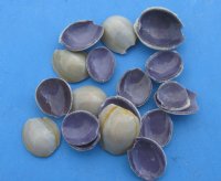 Wholesale Cut top pieces of Ring Top Cowrie Shells1/4" to 3/4" - $1.40/kilo (Min: 4 kilos) 