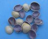 Wholesale Cut top pieces of Ring Top Cowrie seashell for jewelry making and crafts measuring approximately 1/4" to 3/4" - Packed: 1 kilo @ $1.40/kilo (Min: 4 kilos)