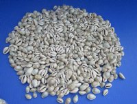 Wholesale Ringtop cowries from Africa, Cyprae annulus, 5/8" to 1"- Minimum: 2 @ $6.50 kilo bag