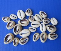 Wholesale Cut Ring Top Cowries bulk for jewelry making and crafts 1/2" - 1" - $8.50 a kilo 