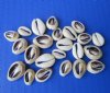Wholesale Cut Ring Top Cowries bulk for jewelry making and crafts 1/2" - 1" - $6.50 a kilo 