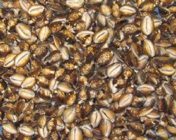 Wholesale serpent's head cowrie shells, 3/4" to 1-1/4" - 1 bag (2 kilos) @ $40/bag ($20/kilo) 