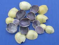Wholesale Cut top pieces of Money Cowrie seashells for crafts and jewelry making measuring approximately 1/4 inch to 1 inch - Packed: 1 kilo @ $1.40/kilo (Min: 4 kilos)
