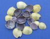 Wholesale Cut top pieces of Money Cowrie seashells for crafts and jewelry making measuring approximately 1/4 inch to 1 inch - Case of 20 kilos @ $1.25/kilo