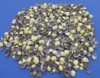 Wholesale Cut top pieces of Money Cowrie seashells for crafts and jewelry making measuring approximately 1/4 inch to 1 inch - Packed: 1 kilo @ $1.40/kilo (Min: 4 kilos)