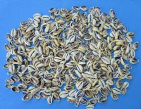 Wholesale Cut Money Cowries for crafts and jewelry making 3/4" to 1-1/4" - $12.00/Kilo 