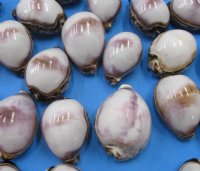 Wholesale Polished White Top Tiger Cowrie Shells - Case of 250 @ $.65 each