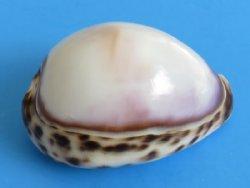Wholesale Polished White Top Tiger Cowrie Shells - Case of 250 @ $.65 each