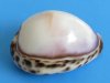 Wholesale Polished White Top Tiger Cowrie Shells with purple and brown tones - Packed: 25 pcs @ $.55 each; Packed: 100 pc @ $.48 each