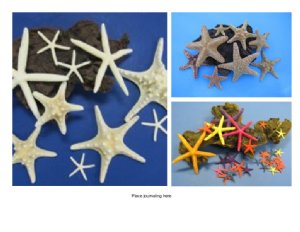 Starfish Wholesale for Crafts