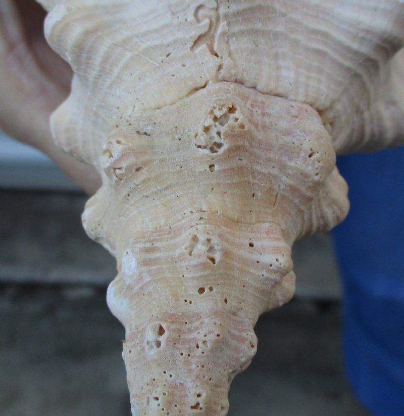11 inches horse conch for sale, Florida's state seashell