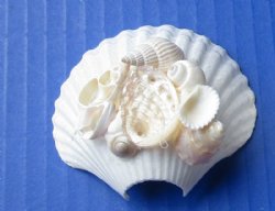 Wholesale Cut Small White Scallop Shell with pearl abalone for making seashell night lights - 6 pcs @ $1.20 each;  60 pc @ $1.05 each