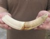 9 inch Warthog Tusk, Warthog Ivory from African Warthog .45 lb and 20% solid.  (You are buying the tusk in the photo) for $40.00