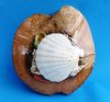 8 inches wholesale shell basket made out of half a coconut filled with a white scallop baking shell and mixed shells - Case of 24 @ $1.50 each