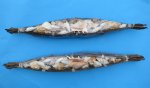 20 inches wholesale twig boat filled lambis conch shells and mixed shells - Minimum 6 @ $2.35 each