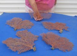 Sea Fans Hand Picked 